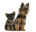 Yorkshire terriers sitting