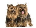 Yorkshire terriers standing against white background