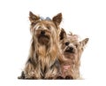 Yorkshire terriers wearing bows sitting against white background