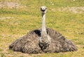 Emu happy in the sun