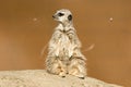 A meerkat siting up on rock