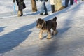 Yorkshirer terrier stepping out briskly among people