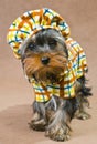 Yorkshireterrier in the dress Royalty Free Stock Photo