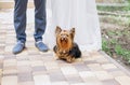 Yorkterrier dog haircut sits feet owners couple Royalty Free Stock Photo