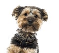 Yorshire terrier in front of a white background