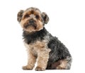 Yorshire terrier in front of a white background