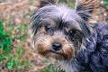 Yorshire terrier looking at camera