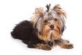 Yorshire terrier puppy Royalty Free Stock Photo