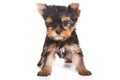 Yorshire terrier puppy Royalty Free Stock Photo