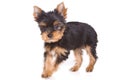 Yorshire terrier puppy Royalty Free Stock Photo