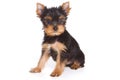 Yorshire terrier puppy Royalty Free Stock Photo