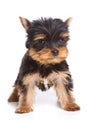 Yorshire terrier puppy Royalty Free Stock Photo