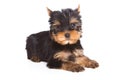 Yorshire terrier puppy Royalty Free Stock Photo