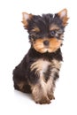 Yorshire terrier puppy Royalty Free Stock Photo
