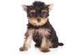Yorshire terrier puppy Royalty Free Stock Photo