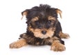 Yorshire terrier puppy Royalty Free Stock Photo