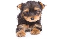 Yorshire terrier puppy Royalty Free Stock Photo