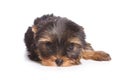 Yorshire terrier puppy Royalty Free Stock Photo