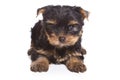 Yorshire terrier puppy Royalty Free Stock Photo