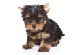 Yorshire terrier puppy Royalty Free Stock Photo