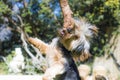 Yorshire Terrier puppy playing in a garden with wooden stick in Hout Bay, Cape Town.