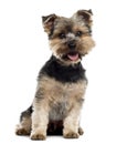 Yorshire Terrier sitting