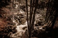 Yosemite - Alder Creek During Spring Runoff