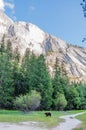 Yosemite Bear Mirror Lake Yosemite Royalty Free Stock Photo