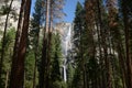 Yosemite forest park national california with waterfall