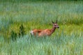 Yosemite Mule Deer at a meadow Royalty Free Stock Photo