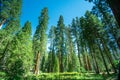 Yosemite National Park, CA / United States - Aug. 22, 2019: a landscape view of a sequoia grove  in Mariposa Grove Royalty Free Stock Photo