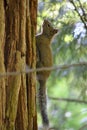 Squirrely Squirrel Royalty Free Stock Photo