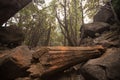 Yosemite National Park Deep wild Forest Royalty Free Stock Photo