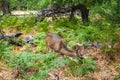 Yosemite National Park - Lone single roe deer grazing in high grass surrounded by forest seen in the wilderness