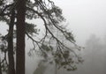 Yosemite Pines in in foggy winter
