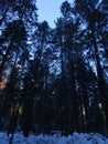 Yosemite's pine forests and skylight coming through the gaps