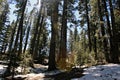 Yosemite, Trees.