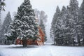 Yosemite Valley Chapel Snow Fall in Winter, Yosemite National Park, California Royalty Free Stock Photo