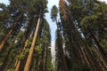 Yosemite valley, Yosemite national park, California, usa Royalty Free Stock Photo