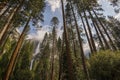 Yosemite waterfall, California, USA Royalty Free Stock Photo