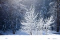 Yosemite Winter