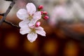 Yoshino cherry Royalty Free Stock Photo