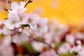 Yoshino cherry Royalty Free Stock Photo