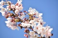 Yoshino Cherry Blossom in Full Bloom