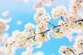 Yoshino cherry blossoms