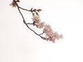 Yoshino cherry blossoms and blanch in the sky background Royalty Free Stock Photo