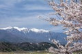 Yoshino cherry blossoms