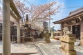 Yoshino cherry blossoms and Japanese komainu statues in Daikoku shrine of Komagome.