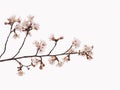 Yoshino cherry blossoms in the sky background Royalty Free Stock Photo