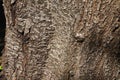 Yoshino cherry Prunus yedoensis bark and leaves Royalty Free Stock Photo